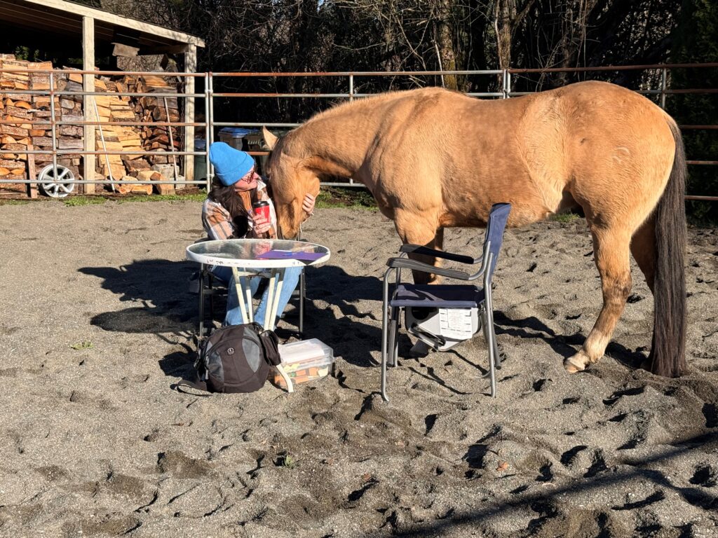 A child in a blue helmet brushes a horse outdoors.